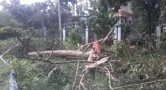 রাতের অন্ধকারে অবাধে চলছে গাছ কাটা