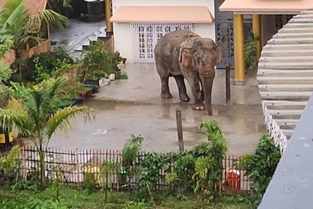 সাতসকালে বাড়ির উঠোনে হাতি! শিলিগুড়িতে তুমুল চাঞ্চল্য