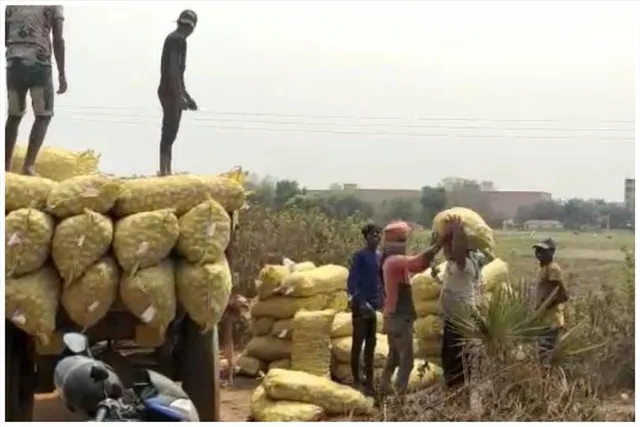 চরম সমস্যায় কৃষকরা, আলু বেচে উঠছে না খরচটুকুও