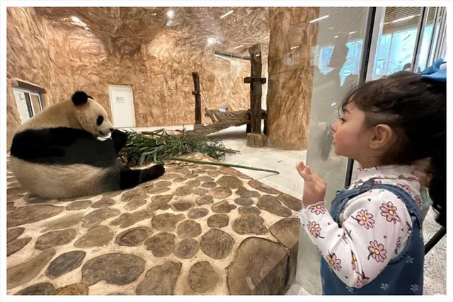 বিশ্বকাপের আগে কাতারে পৌঁছল চিনের পাঠানো পান্ডা