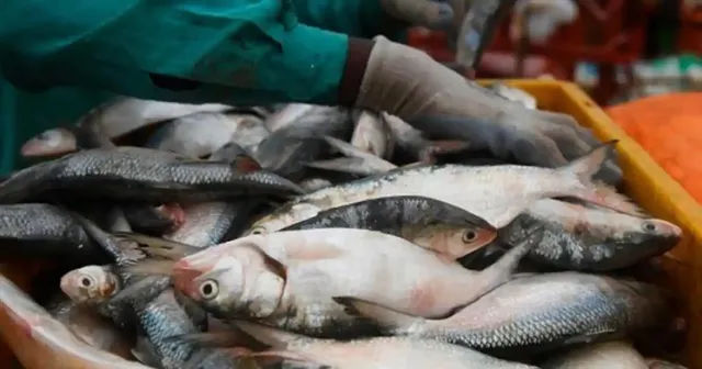 আগুন মাছের দামেও