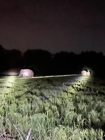 চাষের জমিতে হাতির দাপট, আতঙ্কে এলাকাবাসী