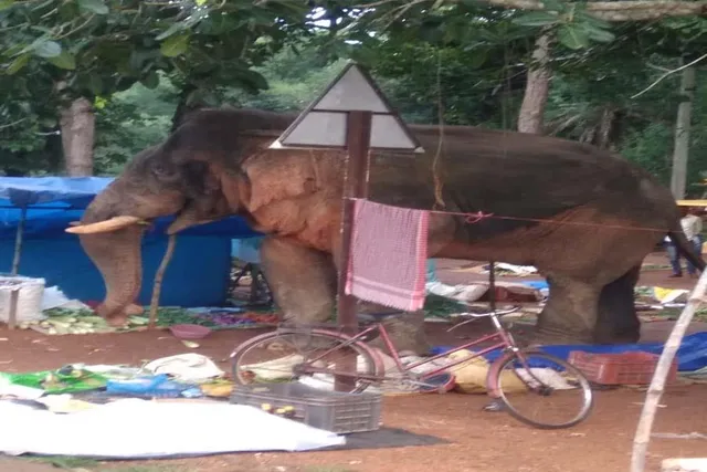 নয়াগ্রামের কুনডিহা বাজারে ঢুকে পড়ল একটি হাতি, এলাকা জুড়ে আতঙ্ক