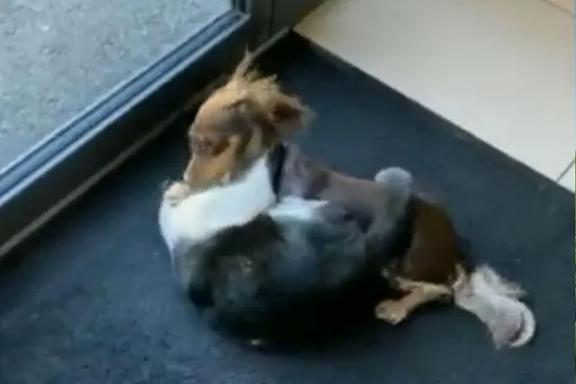কুকুর বিড়ালের খুনসুটিতে মজবেন আপনিও, দেখুন ভিডিও