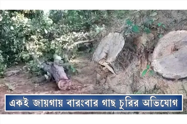 রাতের অন্ধকারের একাধিকবার গাছ পাচারের অভিযোগ