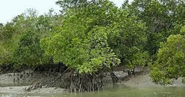 ইয়াসের হাত থেকে কি কলকাতাকে বাঁচাতে পারবে ম্যানগ্রোভ?