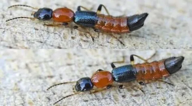 শিলিগুড়িতে নয়া আতঙ্ক অ্যাসিড পোকা, কামড়ালেই পুড়ছে ত্বক