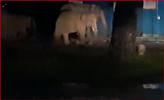 ফের সেনা ছাউনিতে তান্ডব চালাল দাঁতালের দল