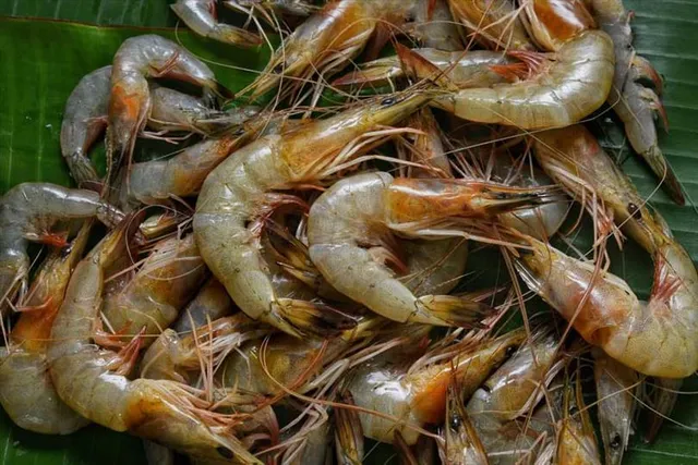 গলদা চিংড়ি চাষ করবেন কীভাবে?