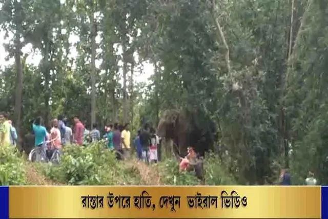 রাস্তার উপরে হাতি!  দেখুন ভাইরাল ভিডিও