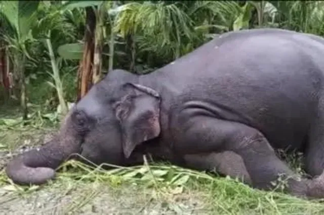 খালি জমিতে পড়ে আছে মরা হাতির পাশে খোঁড়া বিশাল কবর