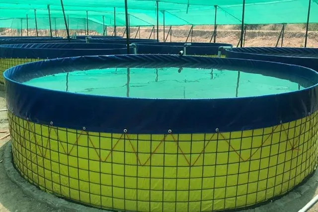 বায়োফ্লক পদ্ধতিতে মাছ চাষ করতে সঠিক ট্যাংক বাছুন