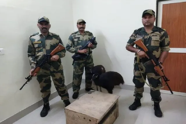 পাচারের আগে বিরল প্রজাতির একাধিক পাখি উদ্ধার বিএসএফয়ের