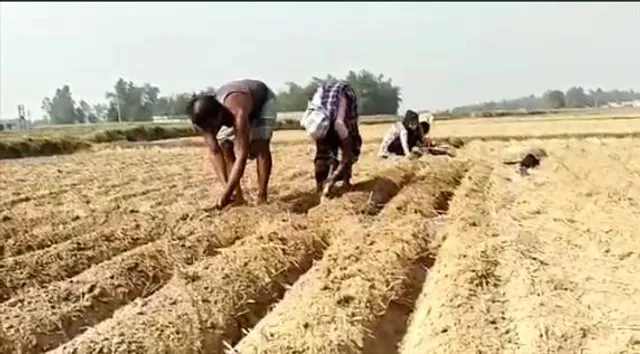 নিম্নচাপের বৃষ্টি ঘুম কেড়েছে চাষীদের