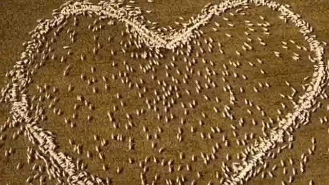 ভেড়া দিয়ে হৃদয় আঁকলেন ব্যাক্তি, নেটদুনিয়ায় ভাইরাল ভিডিও