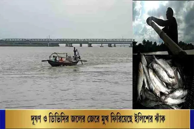 দূষণ ও ডিভিসির জলের জেরে মুখ ফিরিয়েছে ইলিশের ঝাঁক