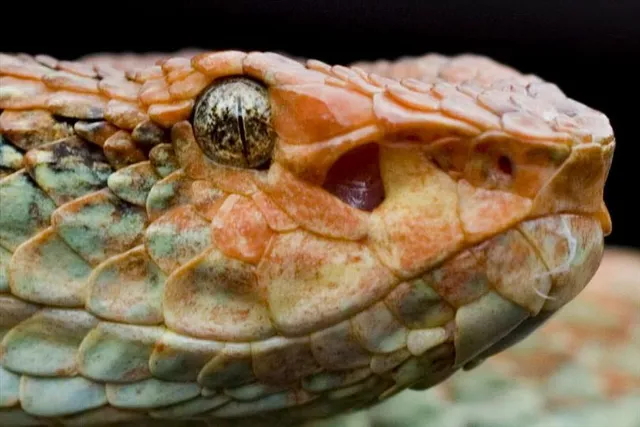 মালাবার পিট ভাইপারের রঙের এতো বৈচিত্র কেন?