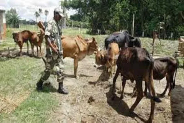 সীমান্তে গরু পাচারের চেষ্টা রুখল বিএসএফ