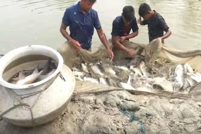 মাছে চরম ক্ষতিকারক অ্যান্টিবায়োটিক ব্যবহার, আতঙ্কে নিষেধাজ্ঞা জারি রাজ্যের