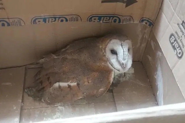 লরির ধাক্কায় আহত এক বিশালাকার পেঁচা