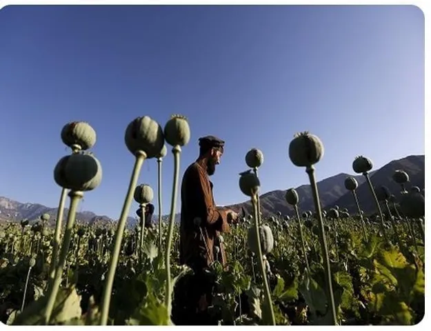 নিষেধাজ্ঞা সত্ত্বেও পোস্ত চাষ অব্যাহত আফগানিস্তানে
