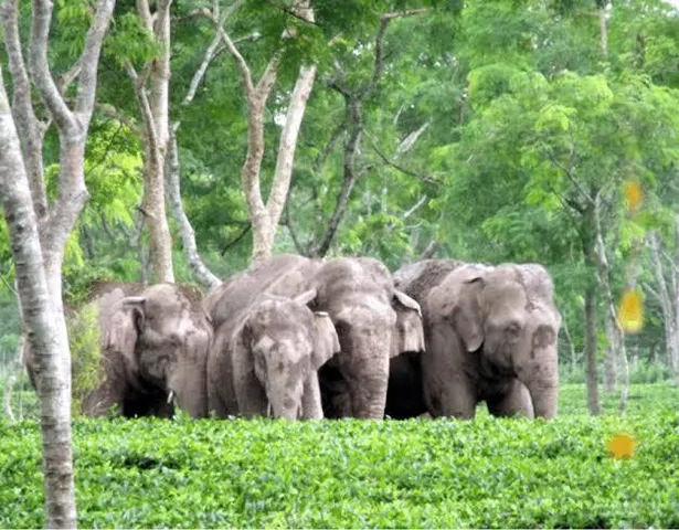 জলপাইগুড়িতে বুনো হাতির হানা