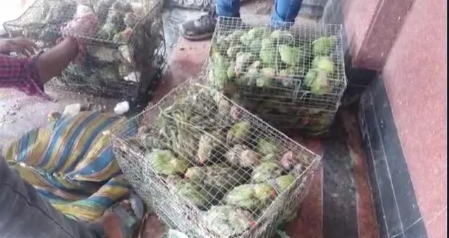 ট্রেন থেকে উদ্ধার ২০০ ও বেশি টিয়া সাবক,গ্রেফতার -২