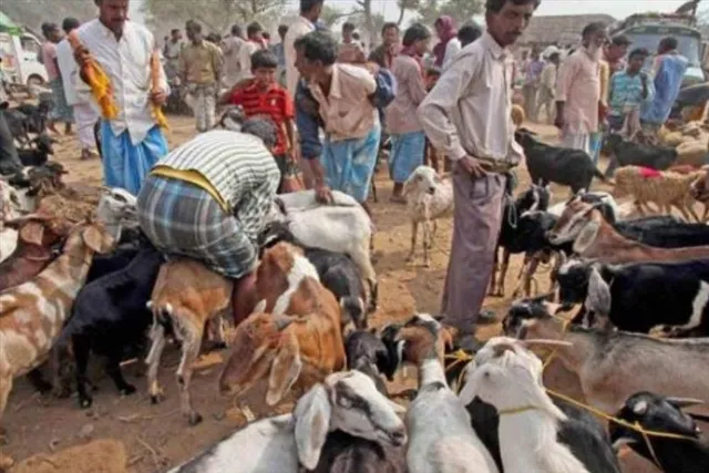 ৮ লক্ষ টাকায় বিক্রি হল ছাগল