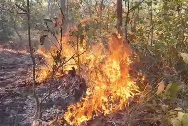 ফের বিধ্বংসী আগুন কেশিয়াড়ির হাতি গেড়িয়া জঙ্গলে