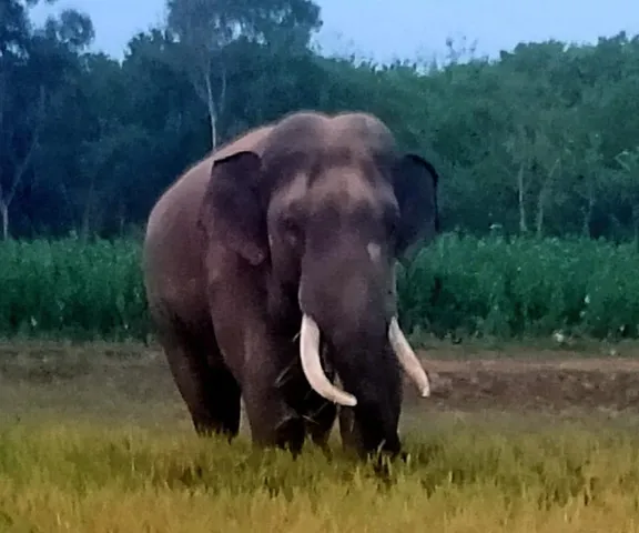 ঝাড়গ্রামের জারুলিয়া গ্রামে হাতির হামলায় ১ জনের মৃত্যু