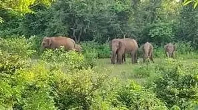 গোপীবল্লভপুরে হাতির হানায় মৃত্যু একজনের, ৮টি বাড়ি ভেঙে গুঁড়িয়ে দিল দাঁতাল