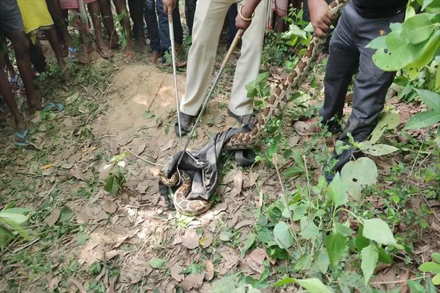 গ্রামবাসী ও বন দফতরের দীর্ঘ দেড় ঘন্টার প্রচেষ্টায় বিশালাকৃতির একটি অজগর সাপকে উদ্ধার করা হল