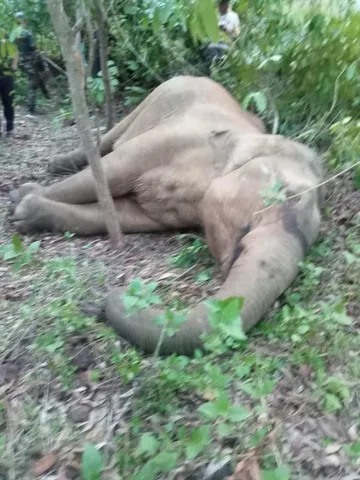 পূর্ণবয়স্ক হাতির মৃতদেহ উদ্ধার ঘিরে চাঞ্চল্য নয়াগ্রামে