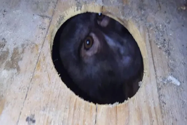 পাচারের আগেই বিলুপ্ত প্রায় একাধিক বানর উদ্ধার করল পুলিশ