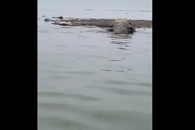 ব্যারেজের গেট খুলতেই আগমন ঘটলো কুমীরের!