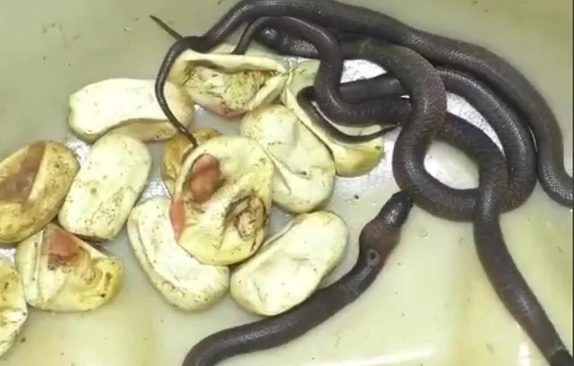 ২৮টি বিষধর সাপ ও ৪৭টি ডিম মিলল বালাসোরে