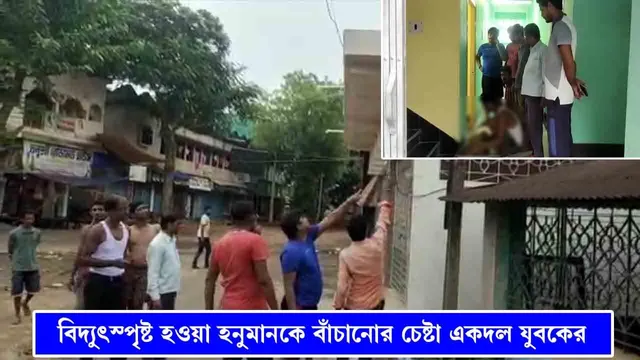 বিদ্যুৎস্পৃষ্ট হয়ে আহত হনুমান,পশু চিকিৎসালয়ের দ্বারস্থ একদল যুবক
