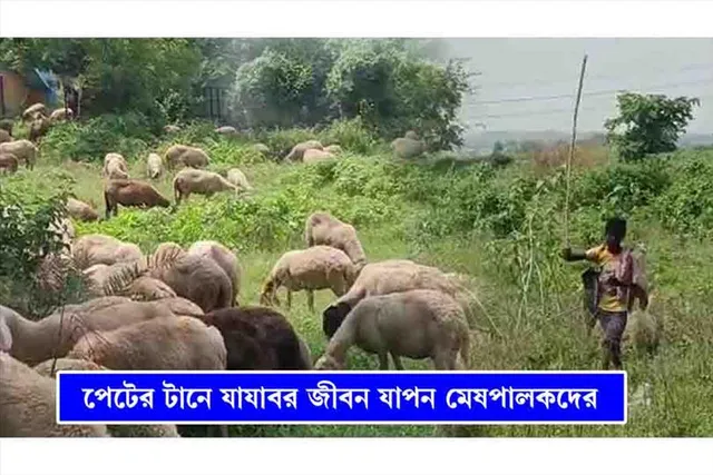 পেটের টানে ঘরবাড়ি ছেড়ে যাযাবর জীবনযাপন মেষপালকদের