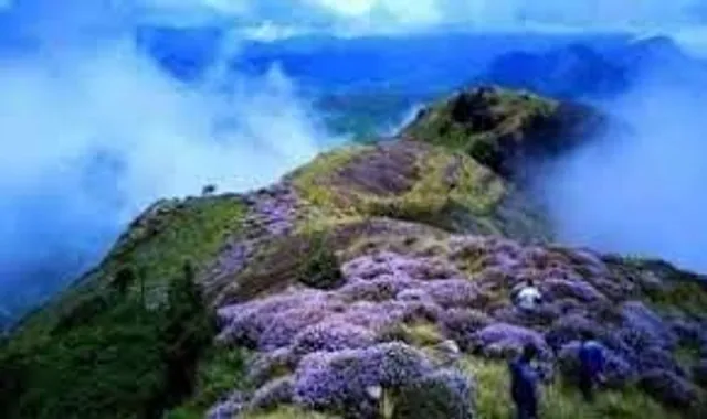 কেরালায় দেখা মিলল নীলকুরুঞ্জির