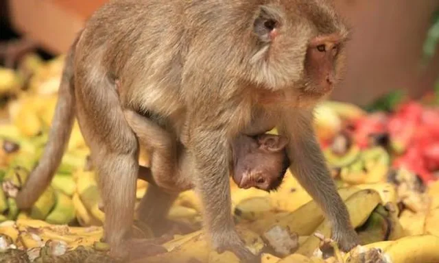 দুই বছর পর শুরু থাইল্যান্ডের 'বাঁদর উৎসব'