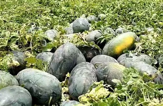লোকসানের মুখ দেখছে তরমুজ চাষীরা
