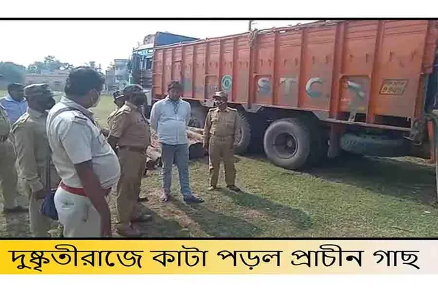 দুষ্কৃতীরাজে কাটা পড়ল প্রাচীন গাছ