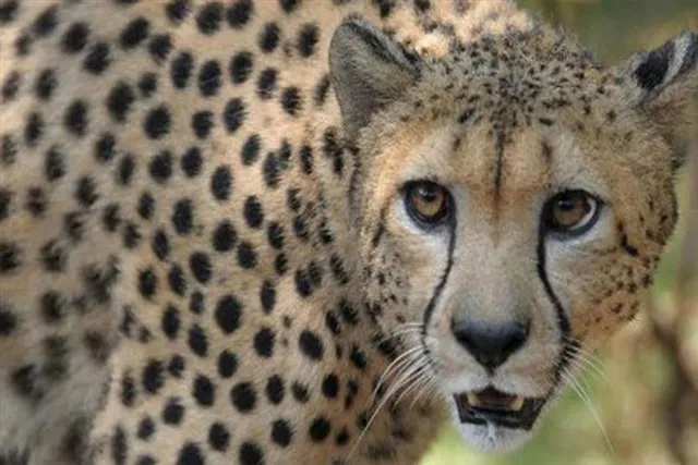 বিমানবন্দরে চিতাবাঘের হামলা, জখম ১