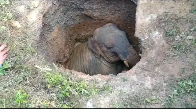 হাতি উদ্ধারকার্যে দেরী হওয়ায় বন দফতরের বিরুদ্ধে ক্ষোভ