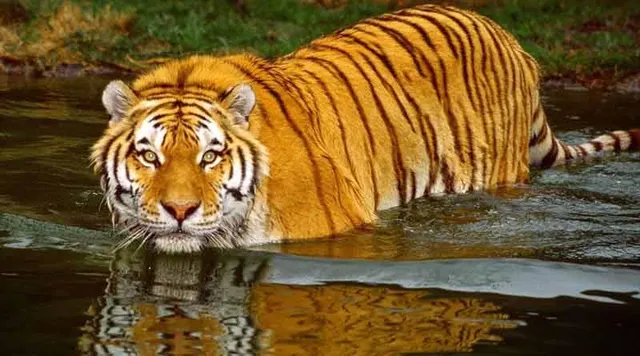 ফের বাঘের আতঙ্কে কাঁপছে কুলতলি