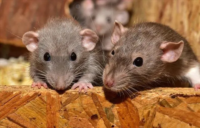 ভয়ংকর ব়্যাট ফিভারের থাবা আফ্রিকায়