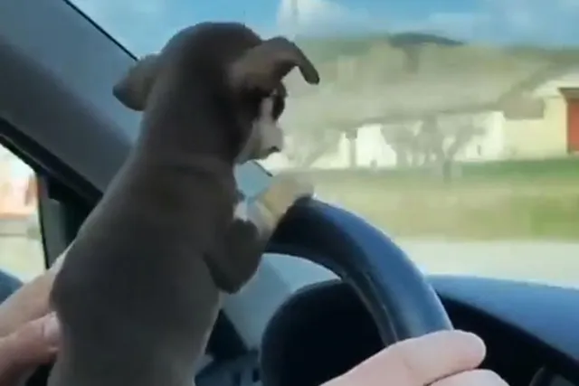 ড্রাইভিং এর মজা নিচ্ছে কুকুর, দেখুন ভিডিও