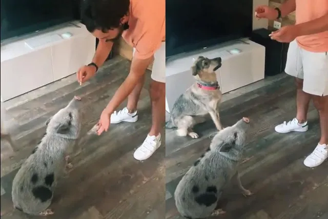 শুকরের এমন কীর্তি দেখলে অবাক হবেন আপনিও