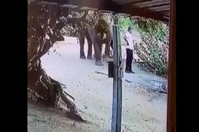 দেখুন বুনো হাতির কাণ্ড