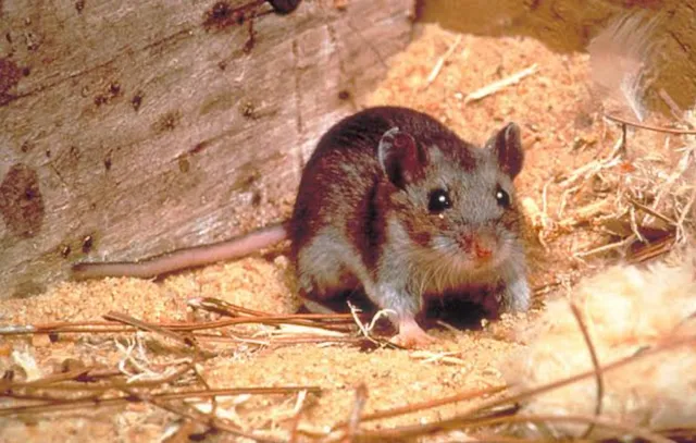 আকাশ থেকে পড়ছে ইঁদুর, ভাইরাল